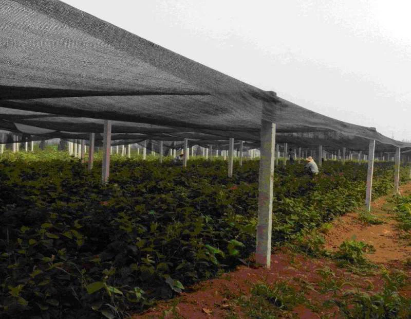 Black Greenhouse Shade Cloth