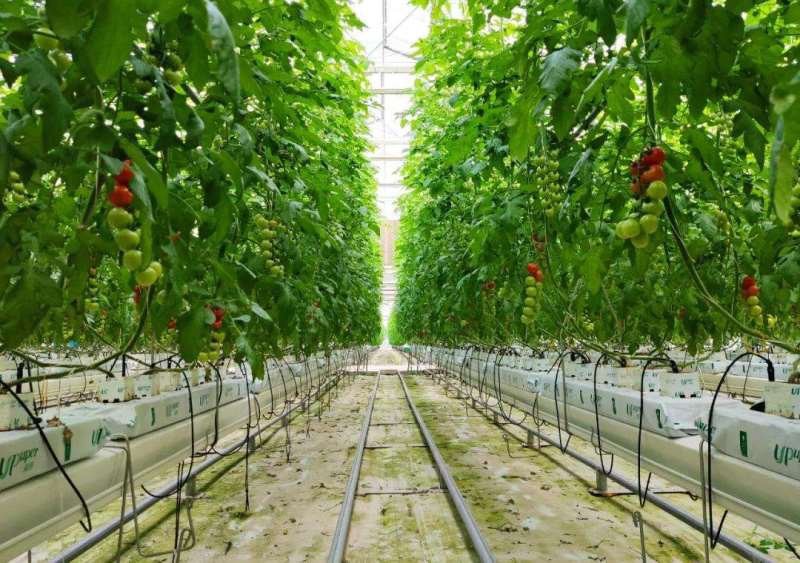 tomato-drip-irrigation-system